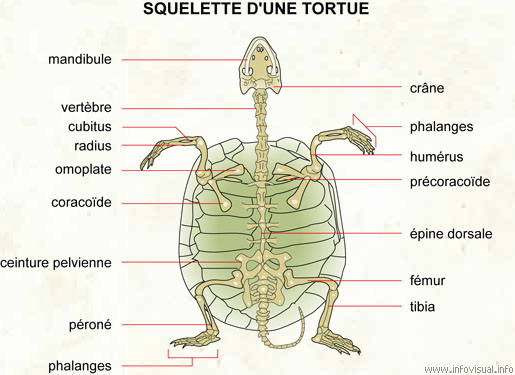 Squelette d'une tortue